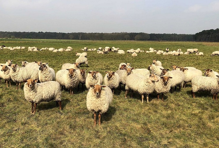 Des moutons pas timides...