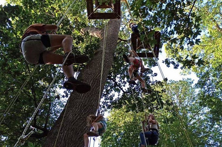 Grimpe d'arbre avec Le dédale des cimes