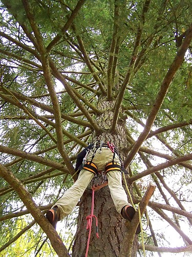 Grimpe d'arbre avec Le dédale des cimes
