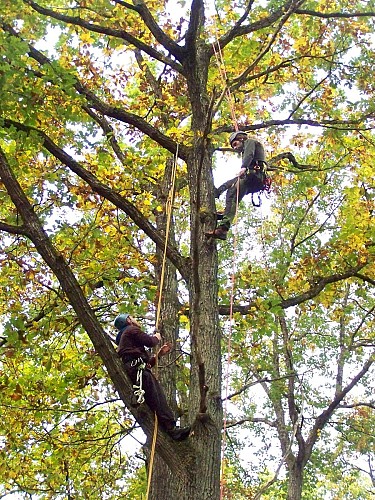 Grimpe d'arbre avec Le dédale des cimes