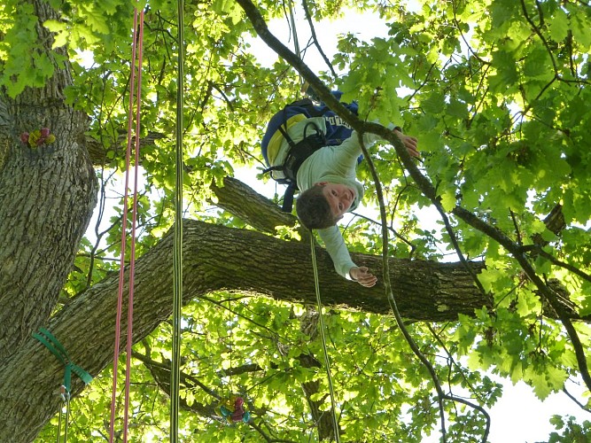 Grimpe d'arbre avec Le dédale des cimes