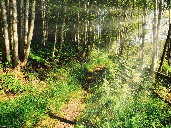 Le sentier de la Tourbière des Froux