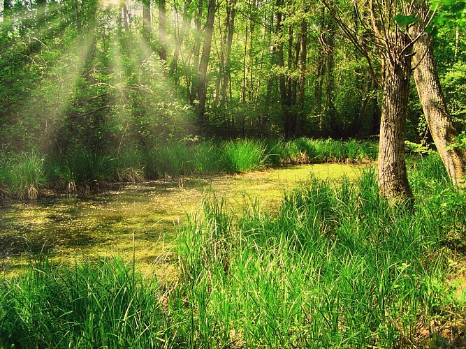 Les bords de la Voise aux Grands Marais