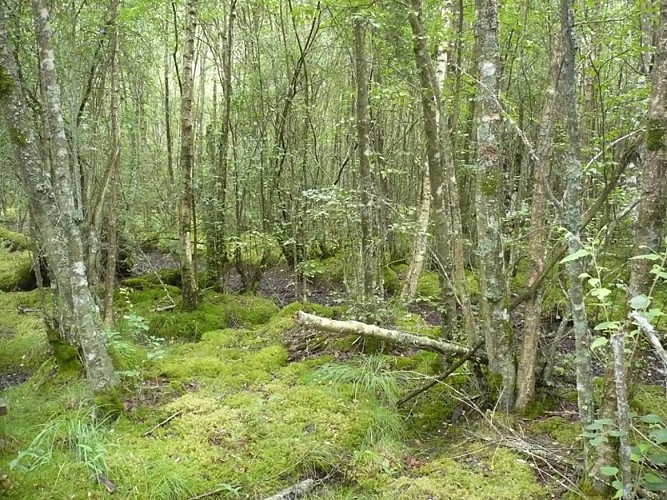 Forêt humide des Mousseuses