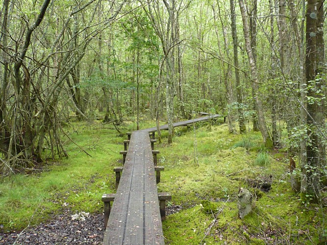 Forêt humide des Mousseuses