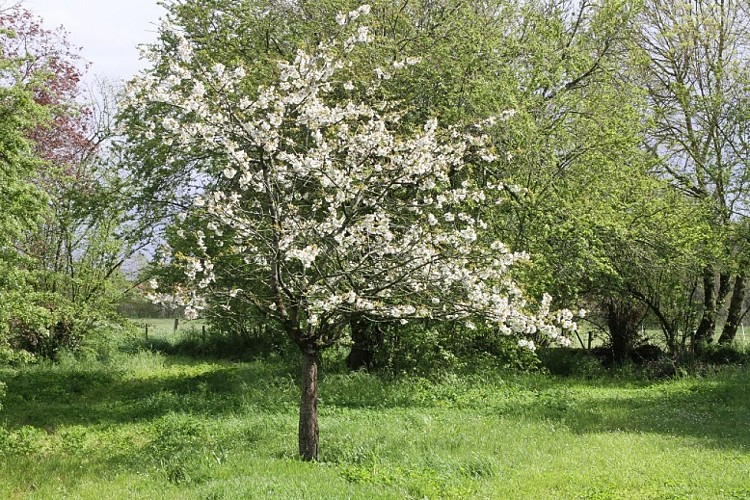 cerisier-clos-ecureuils-1