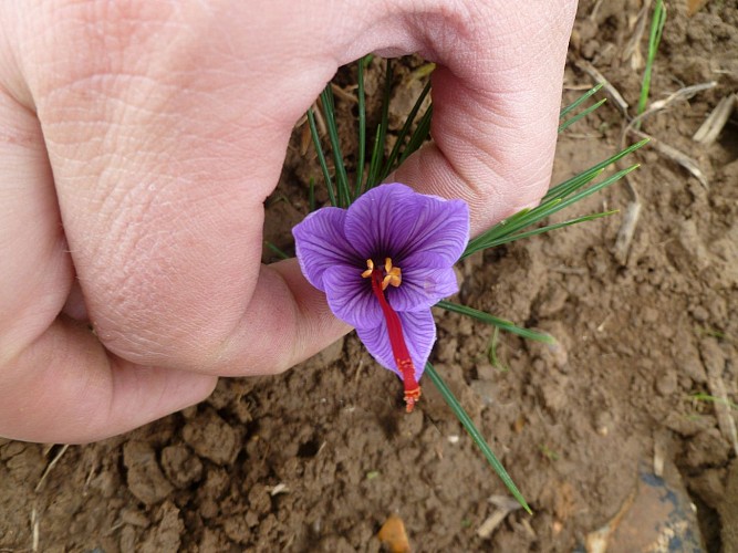 Fleur safran DE SMET