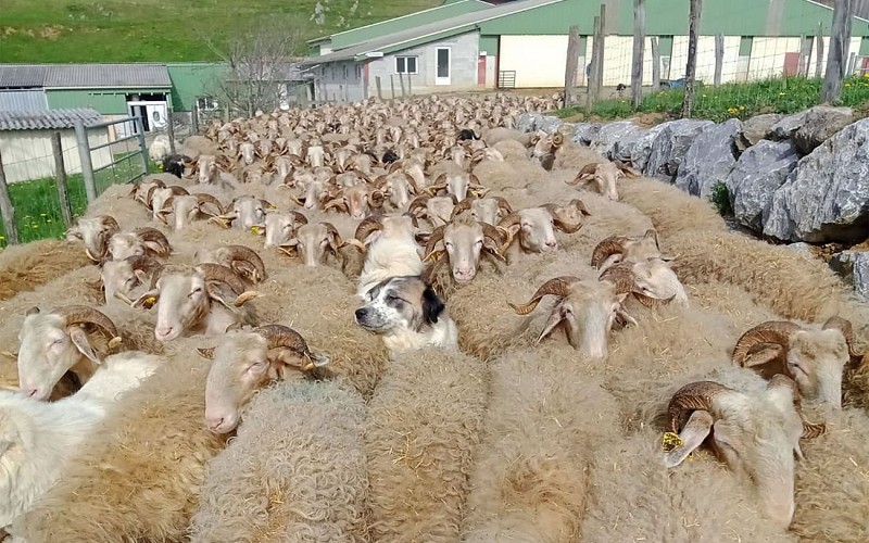 1440Guedot1-Ferme-Guedot-2