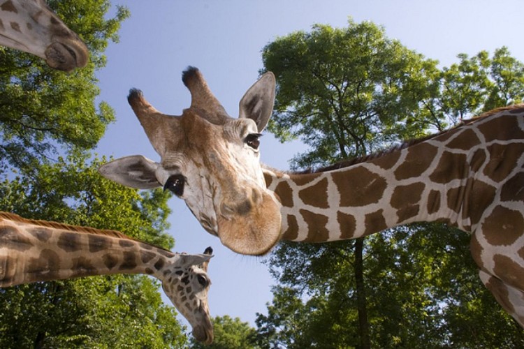 Parc animalier d'Auvergne
