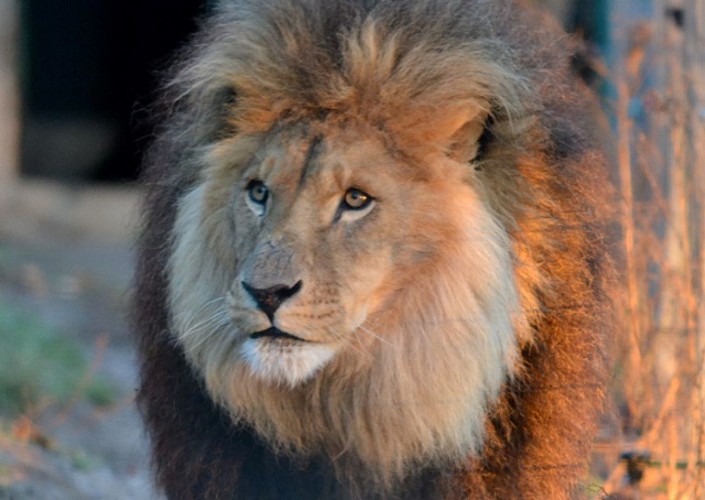 Parc animalier d'Auvergne