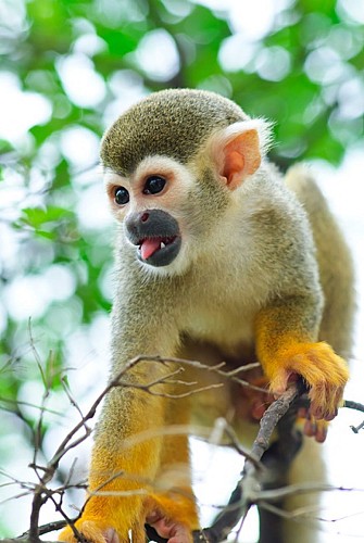 Parc animalier d'Auvergne