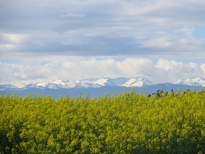 Point de vue à 360° sur la chaîne des Pyrénées et les coteaux du Lauragais
