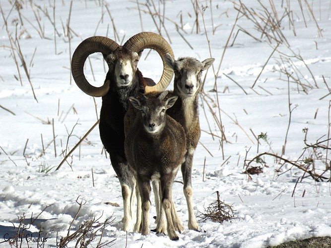 A muvra, le mouflon