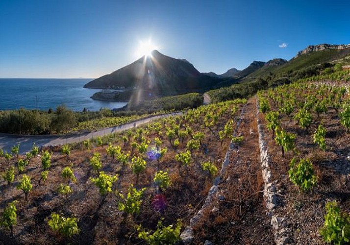 Excursion d'une journée à Korčula et Pelješac & Dégustation de vin - En français - Au départ de Dubrovnik