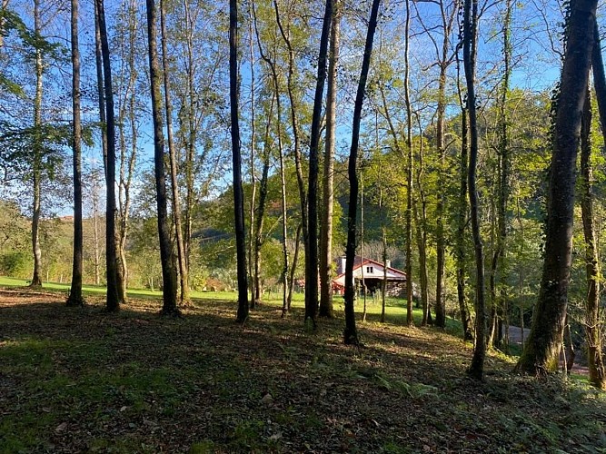 Ezpondakoborda - Forêt