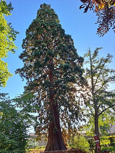 Sequoia géant