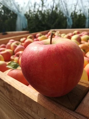 Loïc_RANNOU-paddox-pommes-1