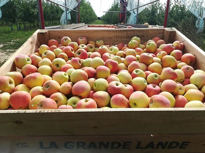 Loïc_RANNOU-paddox-pommes-2