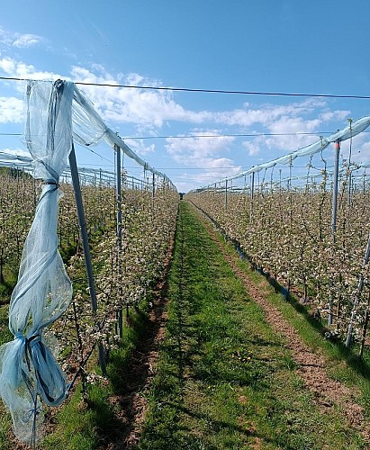 Loïc_RANNOU-vergers_en_fleurs-1