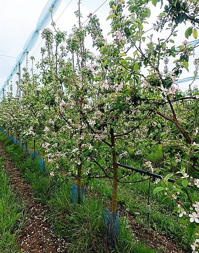Loïc_RANNOU-vergers_en_fleurs-2