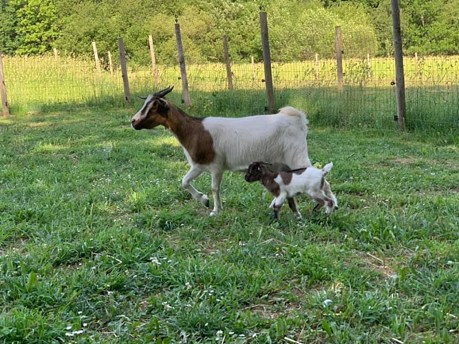 La Ferme de Cancabirol