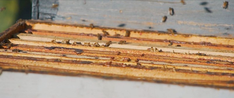 Au Vent des Abeilles