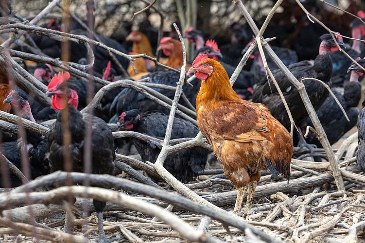 Ferme de la Couartière