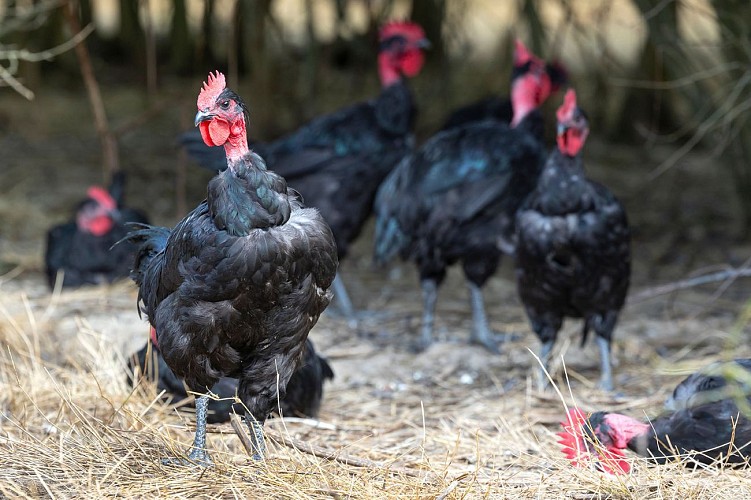 Ferme de la Couartière
