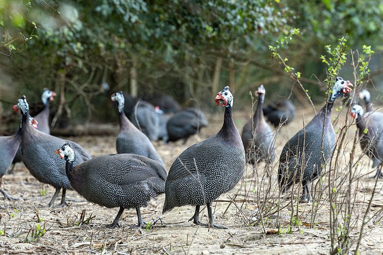 Ferme de la Couartière