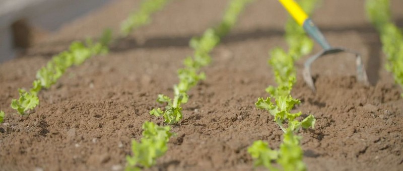 Travail au champ La Chouette et Co