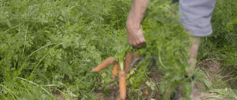 Carottes La Chouette et Co