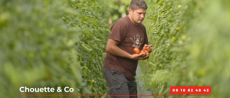 Cueillette tomates La Chouette et Co