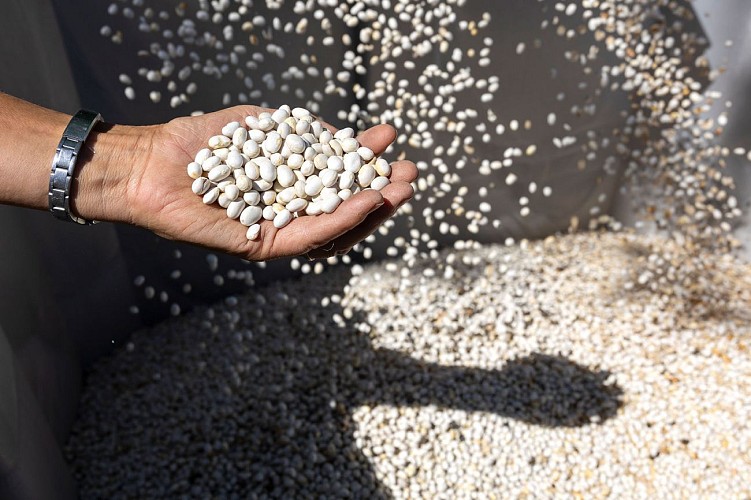 Légumes secs Geneviève André