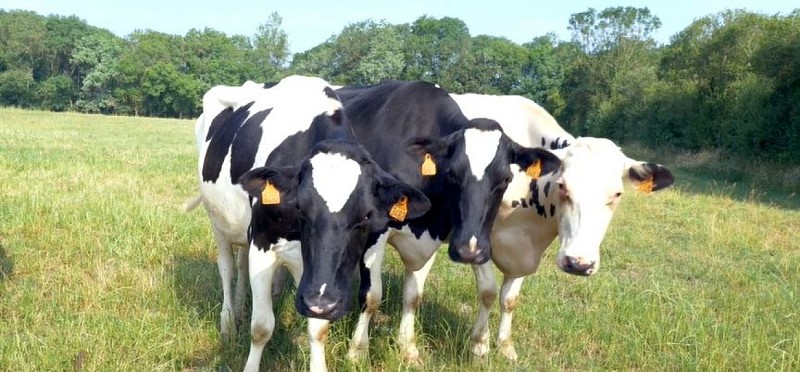 Vaches GAEC La Belletière