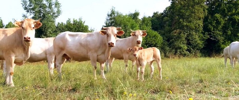 Blondes d'Aquitaine Gaec La Parilière