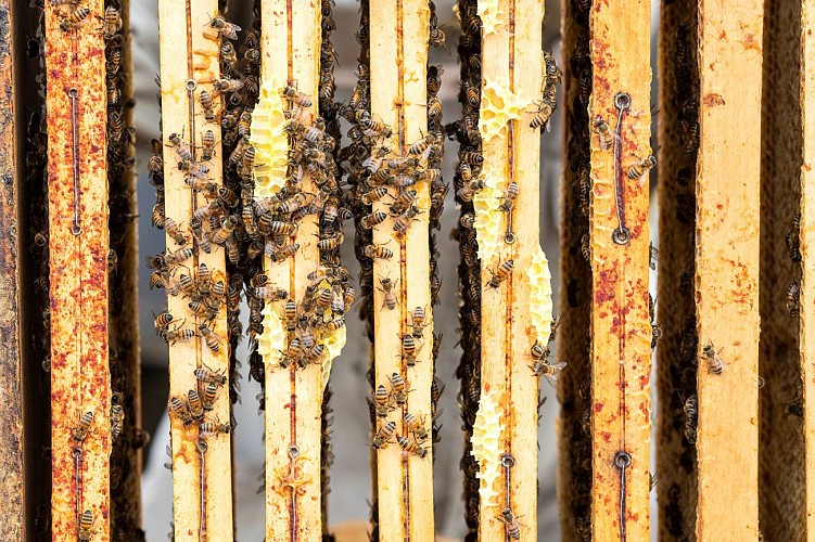 Les Ruches de La Vie