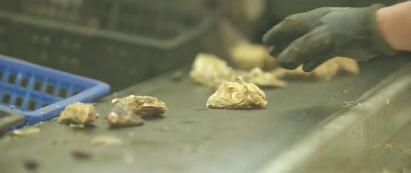 Sélection huitres L'Huitrière de Fromentine