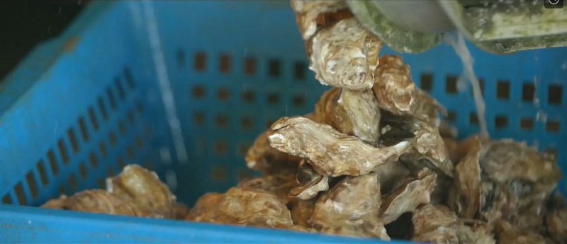 Tri huitres L'Huitrière de Fromentine