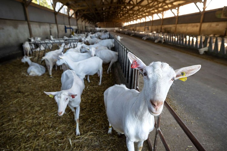Chevres Ferme des Ptits Caprices