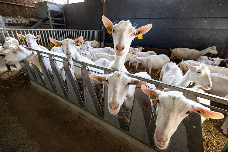 Chèvres Ferme des Ptits Caprices