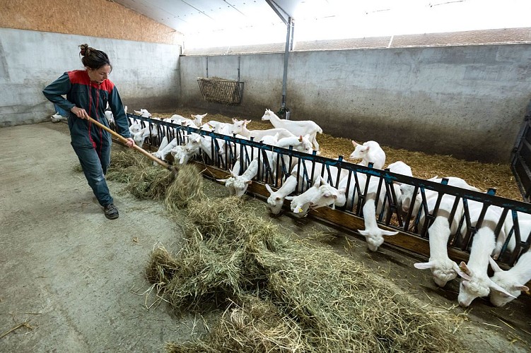 Chèvres Ferme des Ptits Caprices