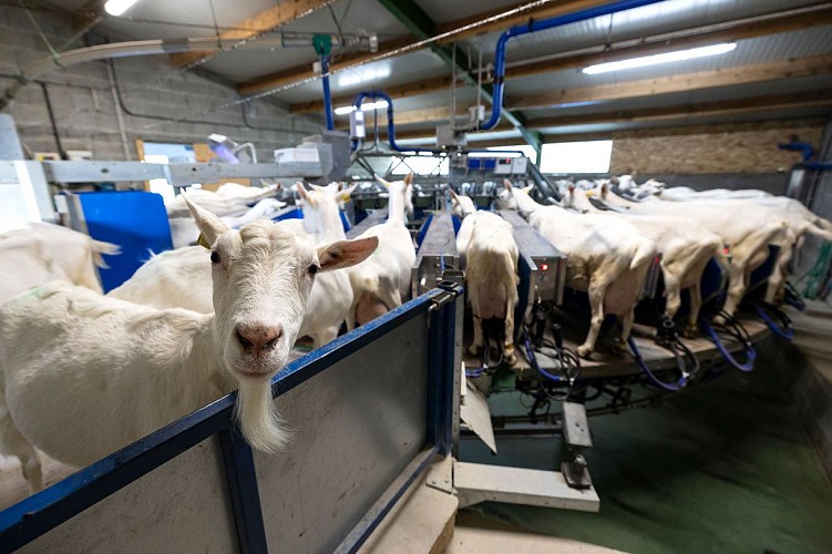 Traite Ferme des Ptits Caprices