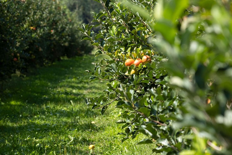 Les Fruits de Bourseguin