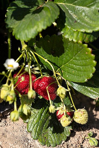 Fraises Les Fruits de Bourseguin