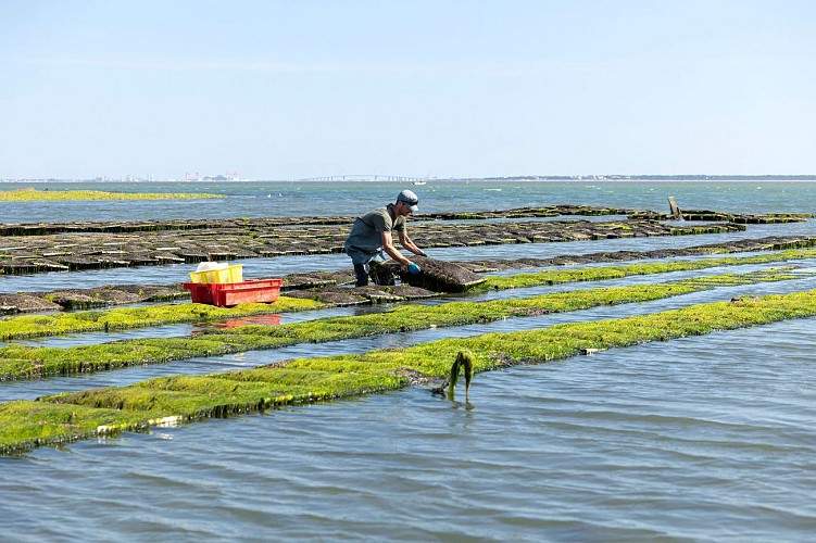 Producteur Huitres David