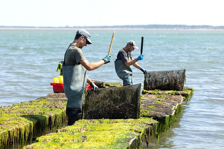 Producteurs Huitres David