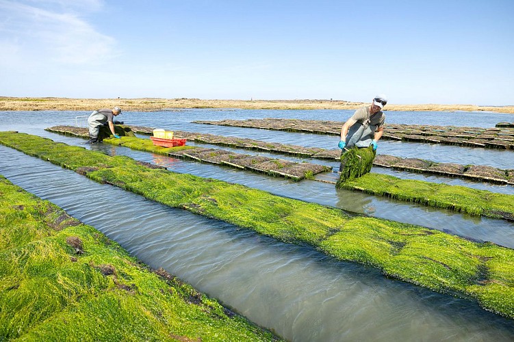 Producteurs Huitres David