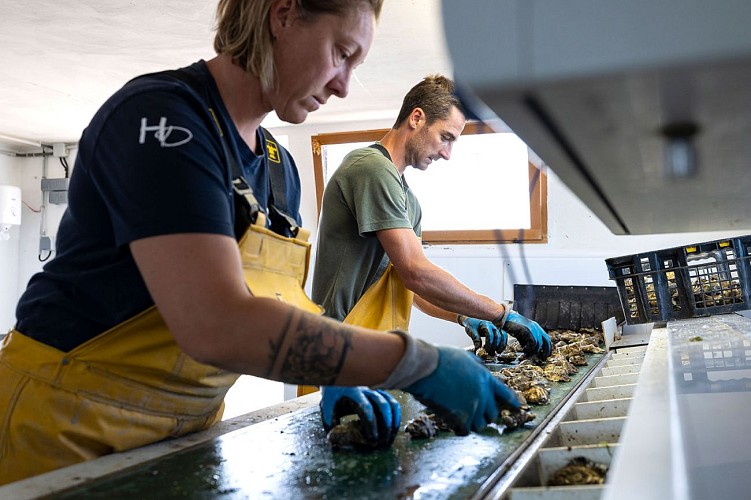 Tri par les producteurs Huitres David