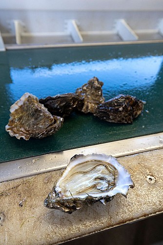 Huitre de Huitres David