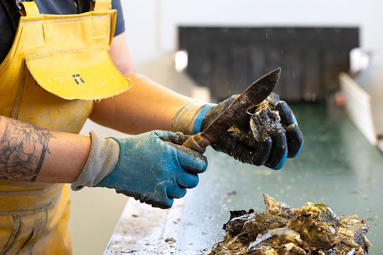 Tri par les producteurs - Huitres David